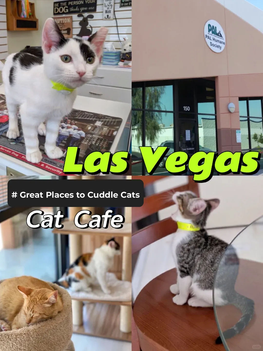Las Vegas Cat Café Guide 🐱 Discover Hidden Gems with Adorable Kitties
