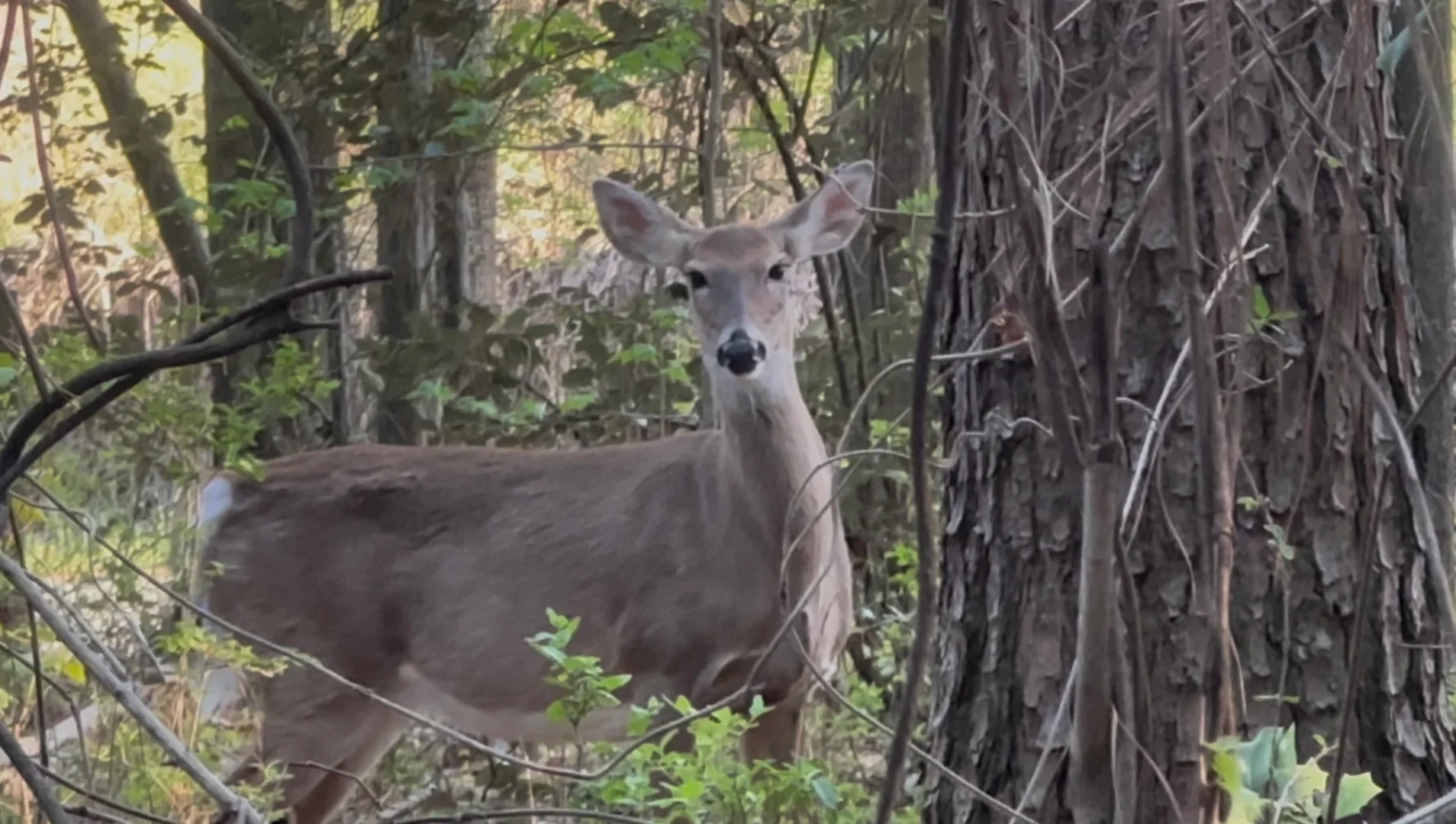 Atlanta | Hiking and Encountering a Deer 🦌