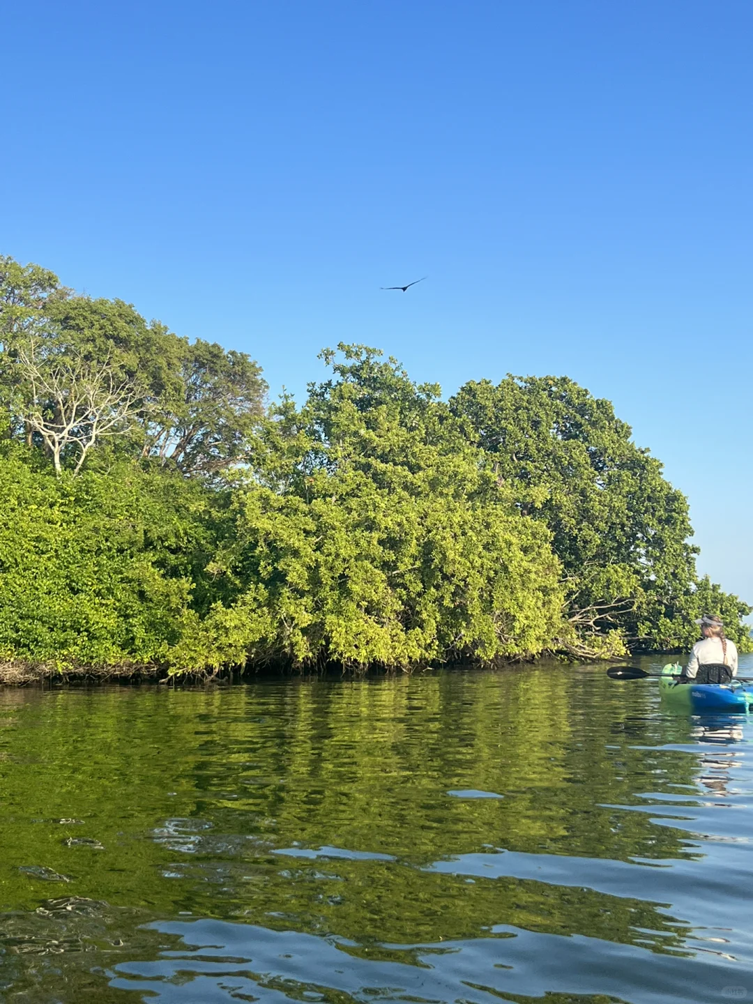 Discover Miami's Hidden Gem: Ultimate Snorkeling Guide to Biscayne National Park