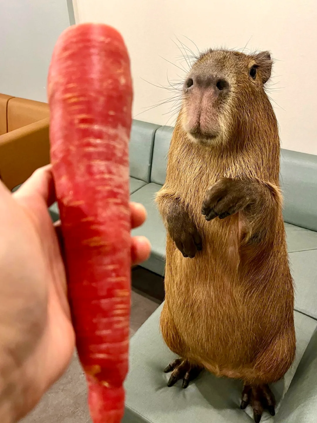 Tokyo with Kids! 13 Animal Cafés to Pet Capybaras and Fennec Foxes