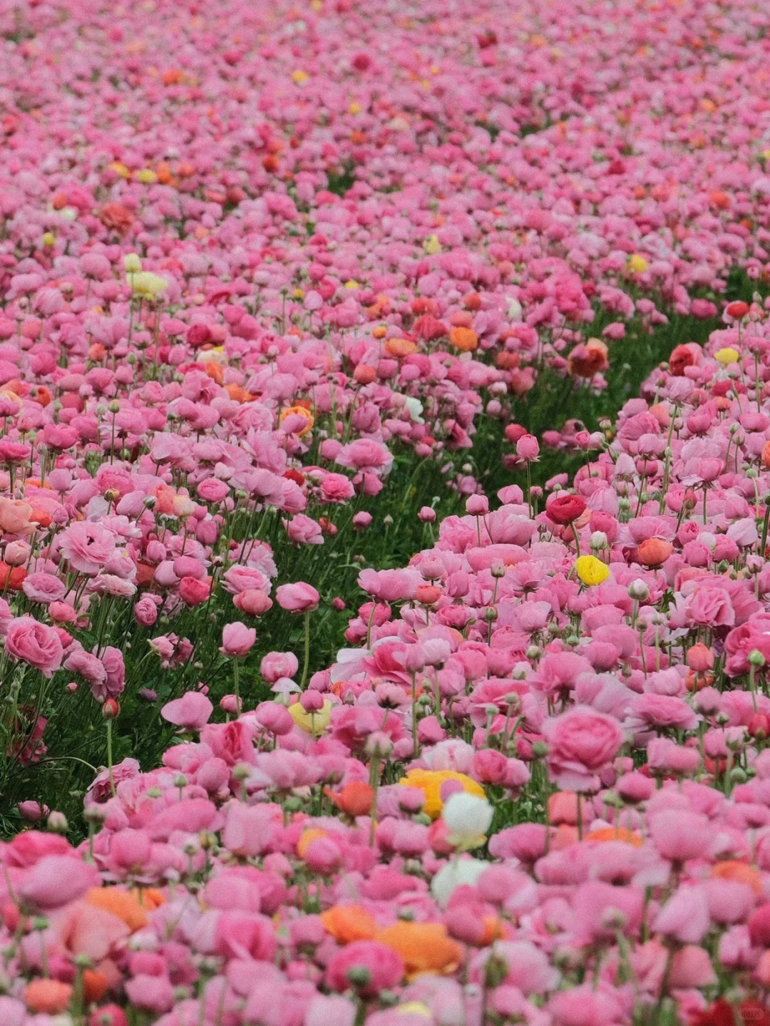 🥀 Romantic Spots in California | Dive into a Sea of Romance 💕🌸