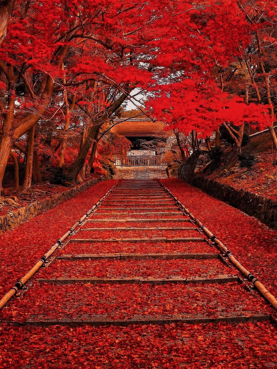 Latest Scoop 🔍 2024 Japan Fall Foliage Spots & Travel Guide