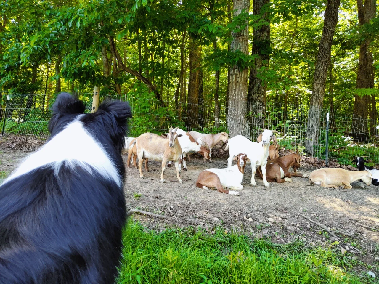An Amazing Eco-Friendly Farm Stay in North Carolina's Snow Camp, Run by Chinese Owners