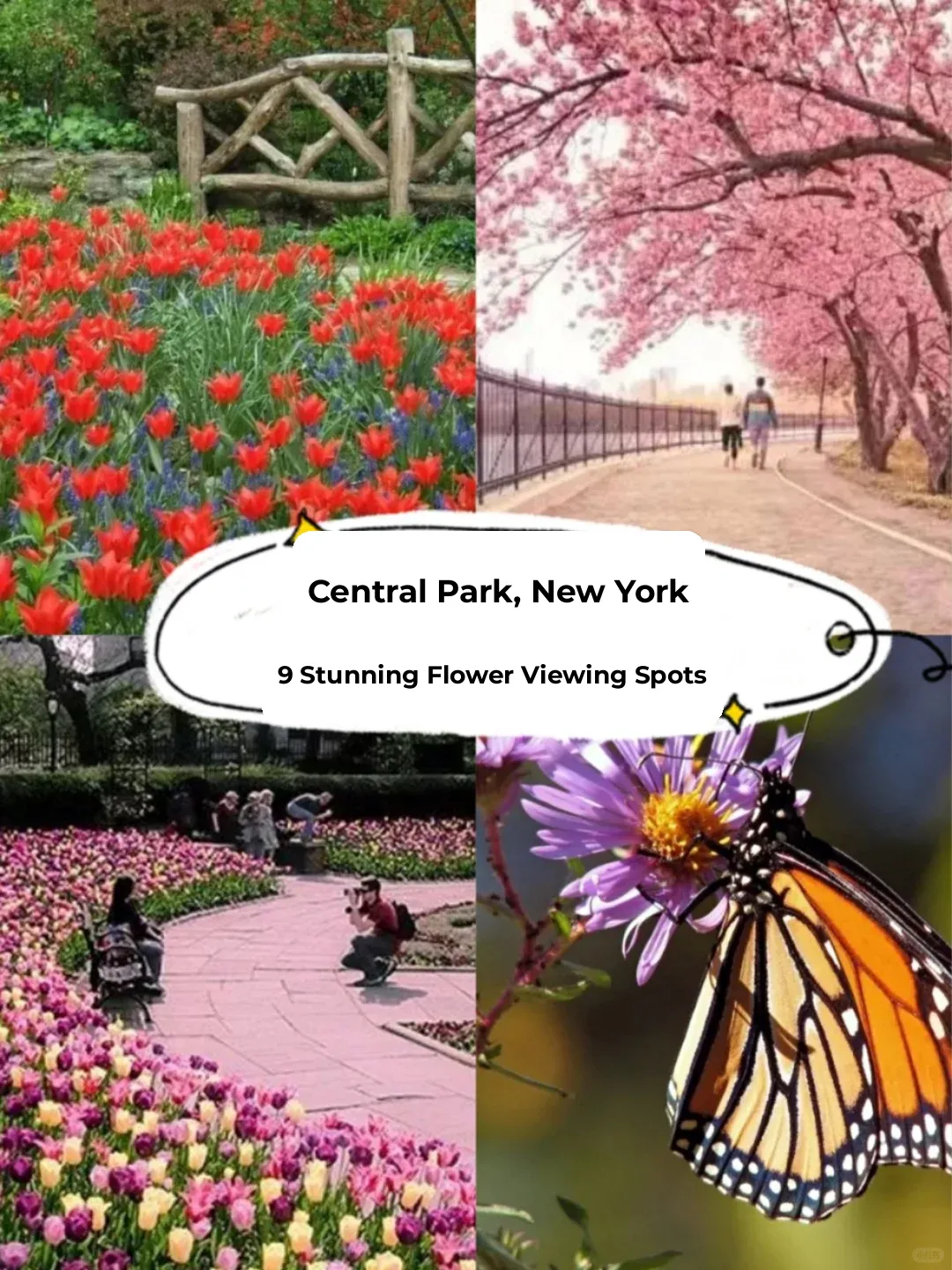 Top 9 Must-Visit Flower Spots in NYC's Central Park 🌸🌺