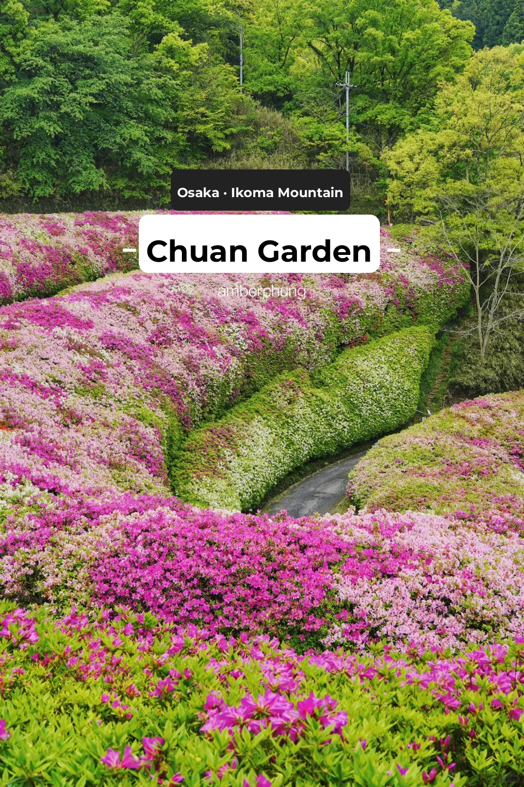 Osaka Ikoma Mountain | Exclusive Rhododendron Bloom for Hikers ⛰️