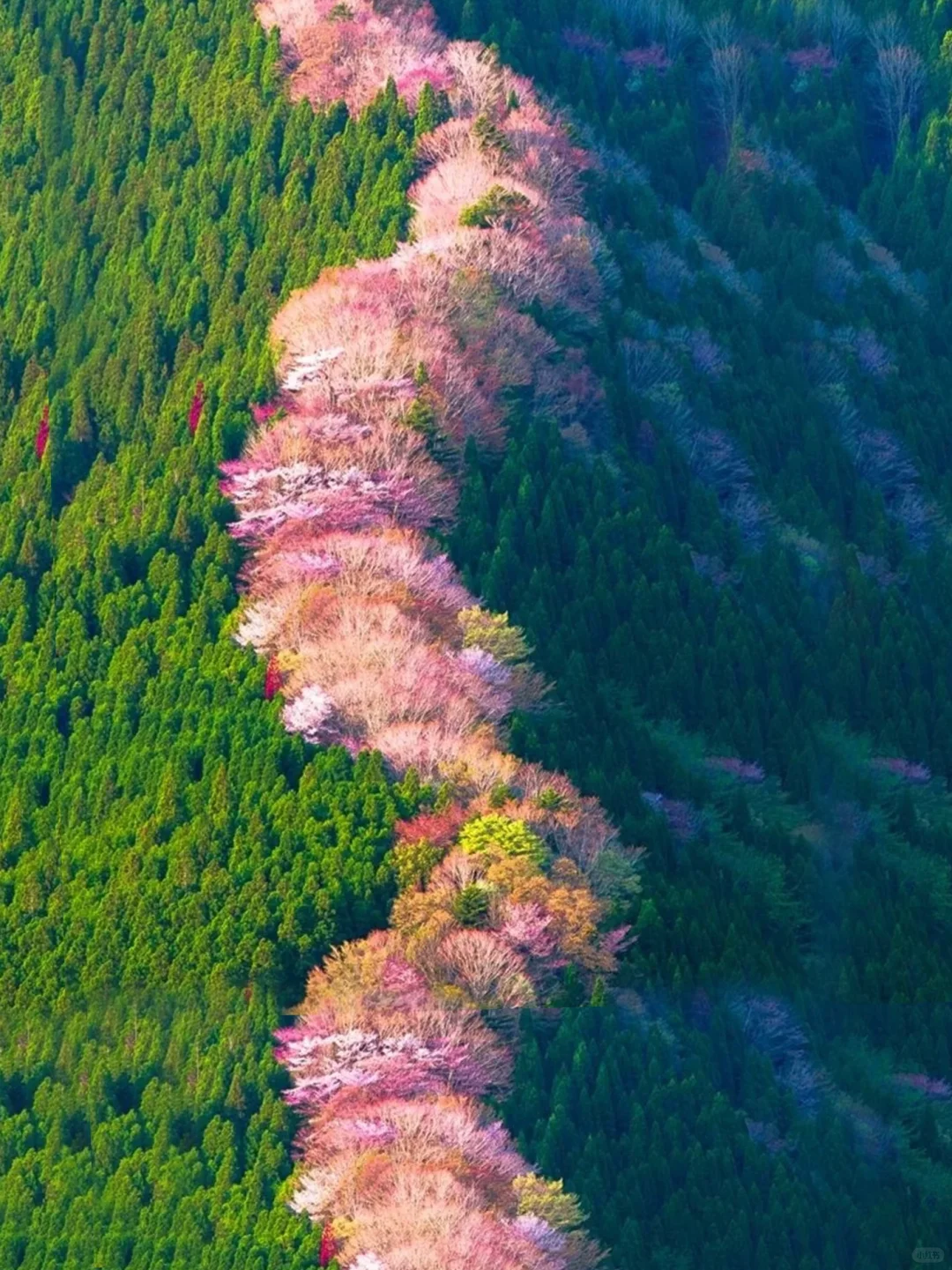 Thought Kyoto was stunning! Until I visited this place...