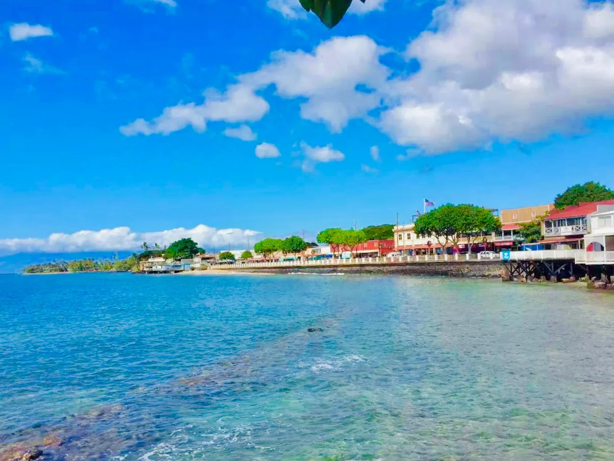 In Memory of Lahaina & the Great Banyan Tree