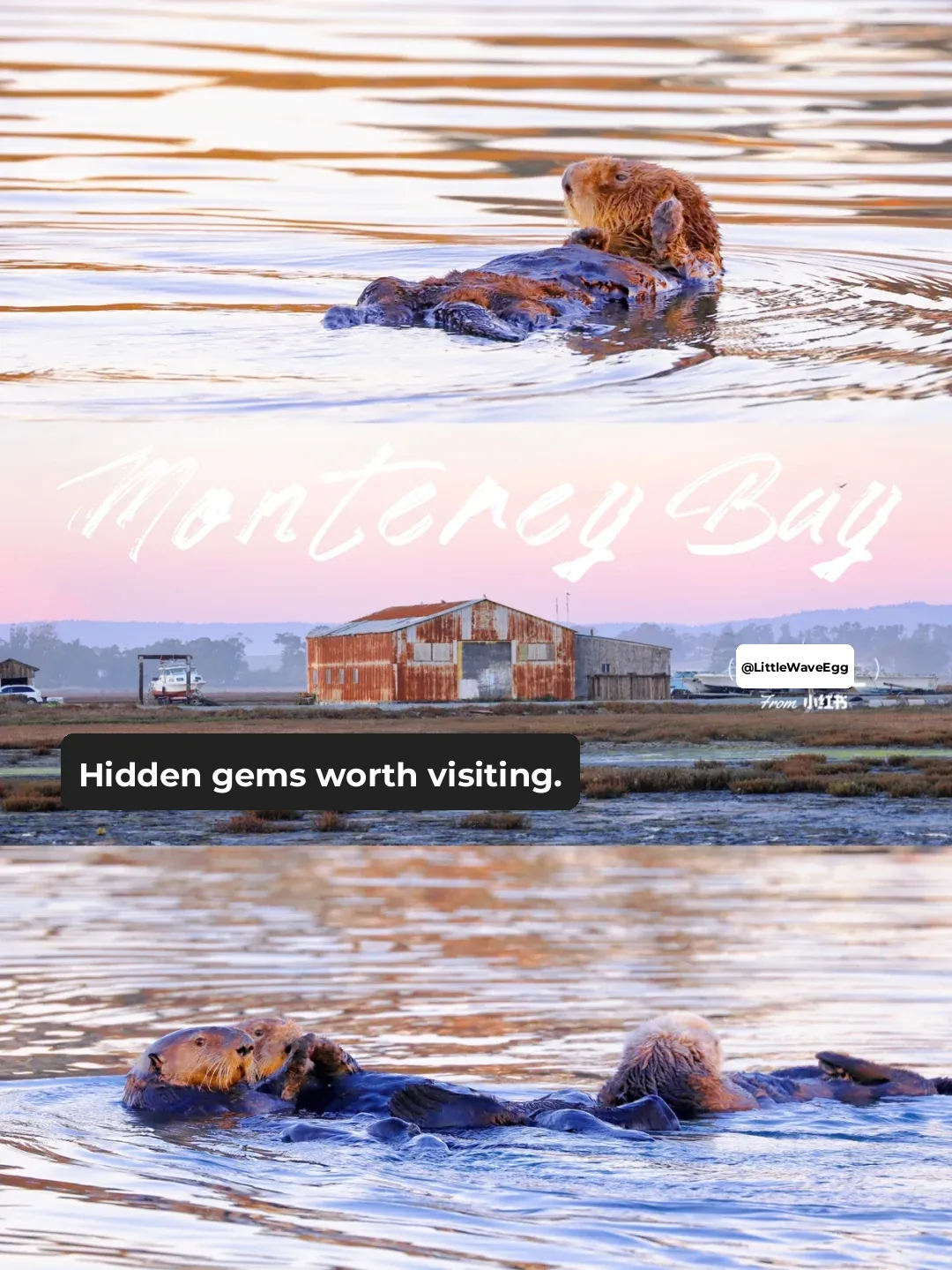 San Francisco Bay Area | Hidden Gems to Visit in Monterey Bay 🦦🐳