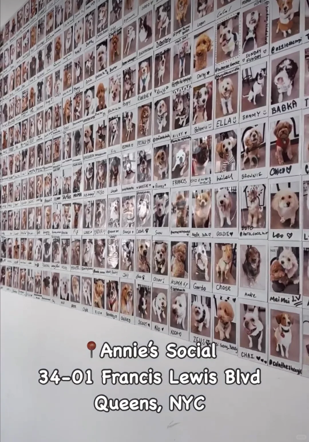 NYC Dog Café | Their Joy is Everything