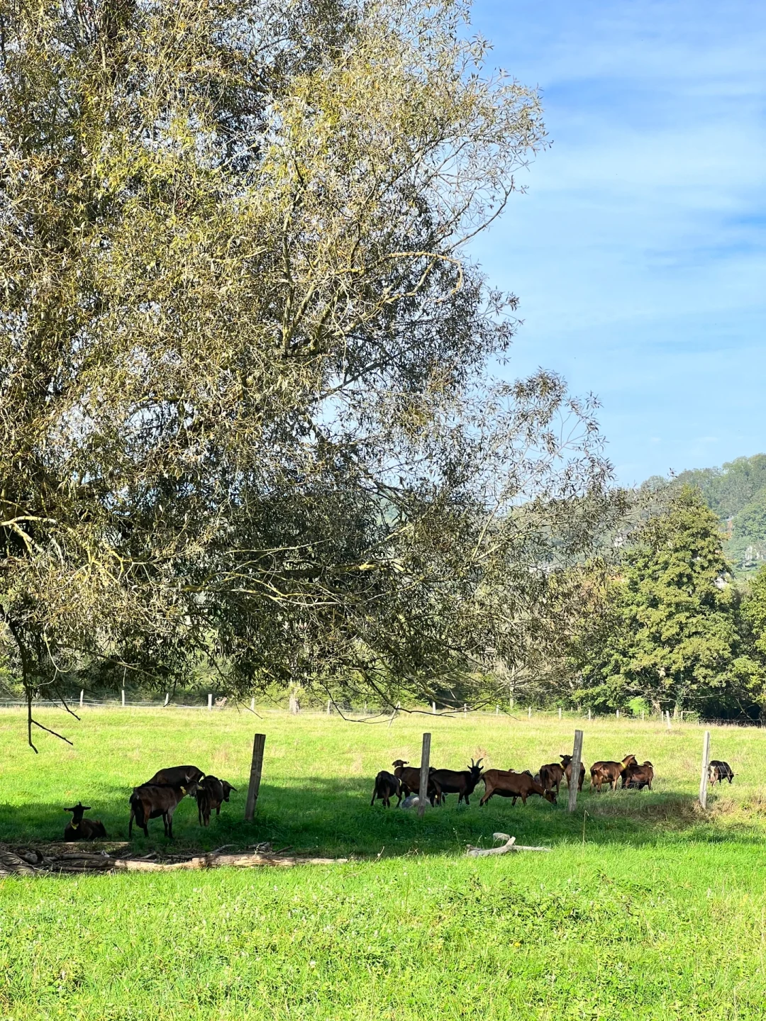 After Work | Where You Can Reach by Navigo to See Cows