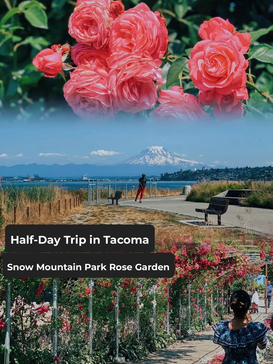 Half-Day at Seattle's Tacoma Waterfront 😍 Glimpsing the Snowy Peaks 🏔️ and Admiring the Roses 🌹