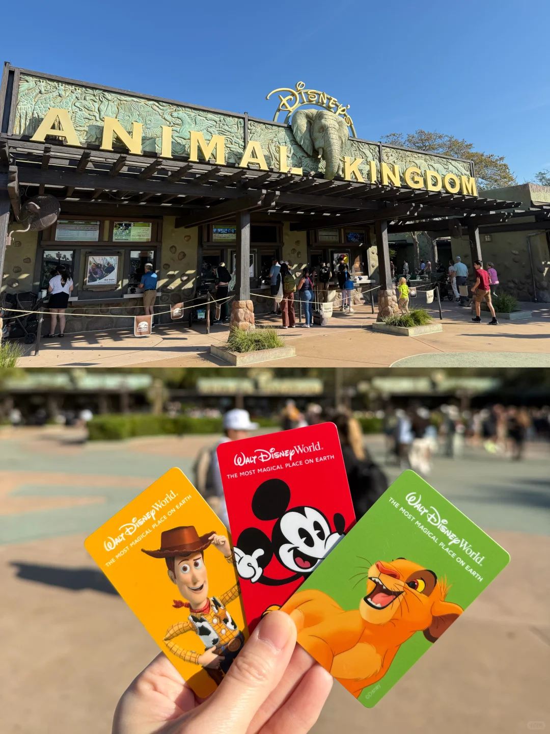 🇺🇸 Orlando's Animal Kingdom Guide