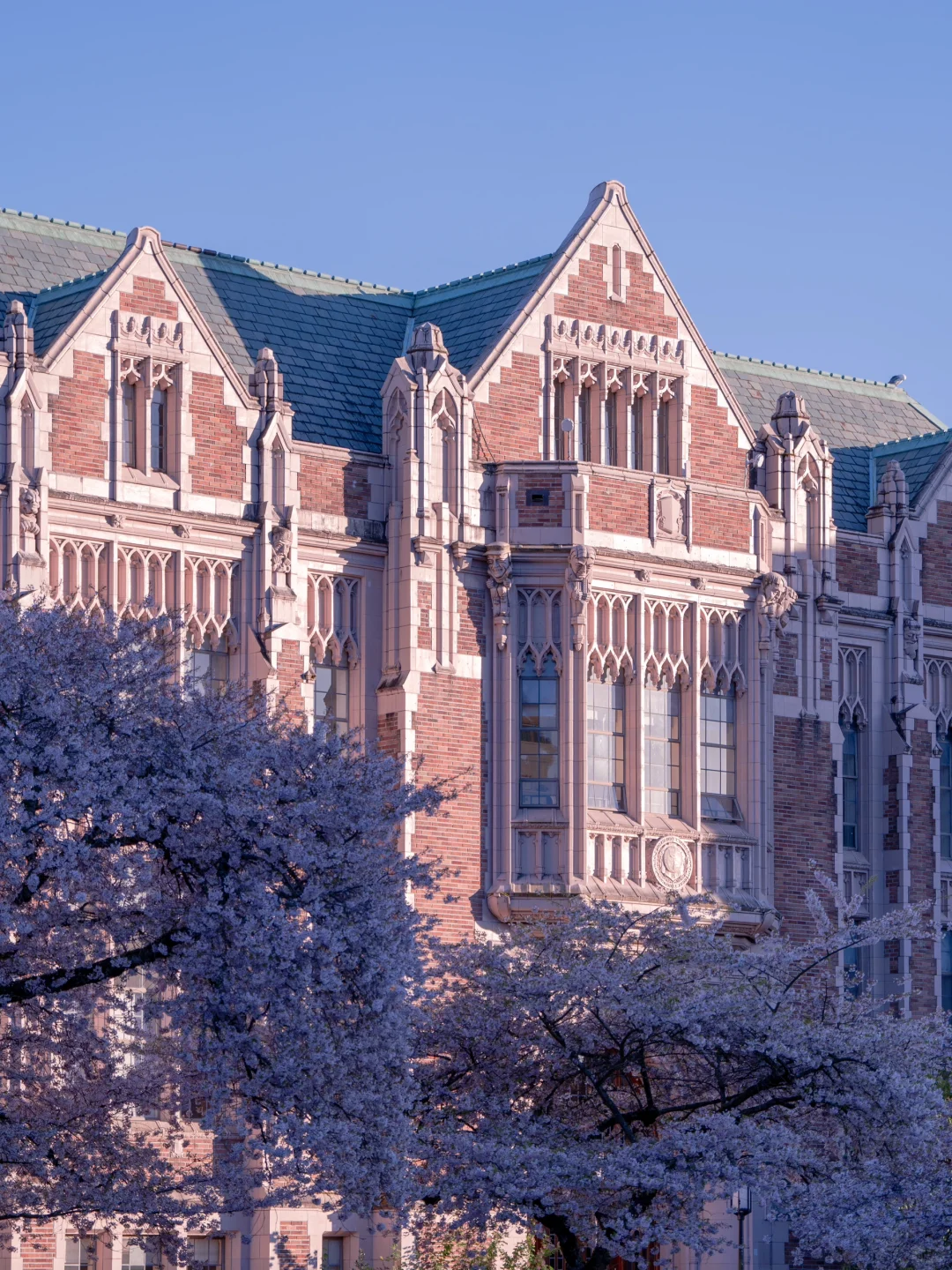 🌸🌸🌸 Seattle Cherry Blossom Viewing: Timing, Hotels, and Photo Spots All-in-One!