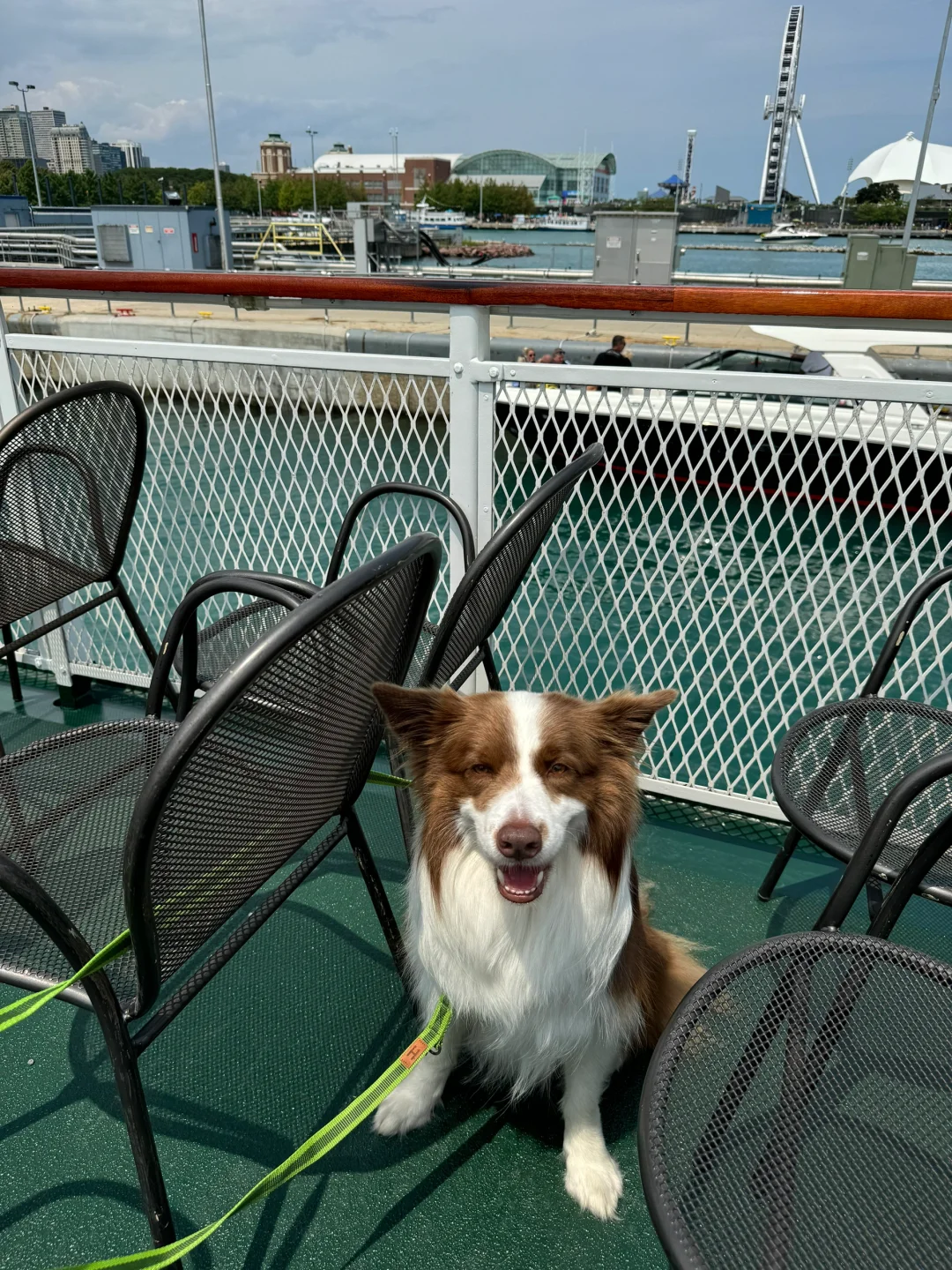 🐶 Puppy Explores the World | Chicago 🚤