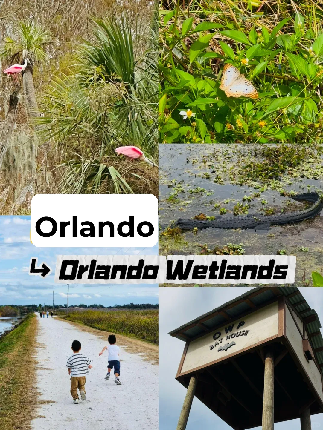 Orlando | Missing Those Lazy "Swamp Puppies" 🐊 So Much❗️