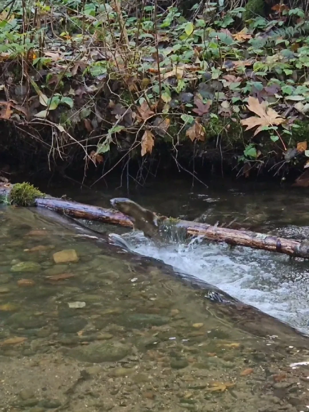 Salmon Spawning Season Hits Bellevue!