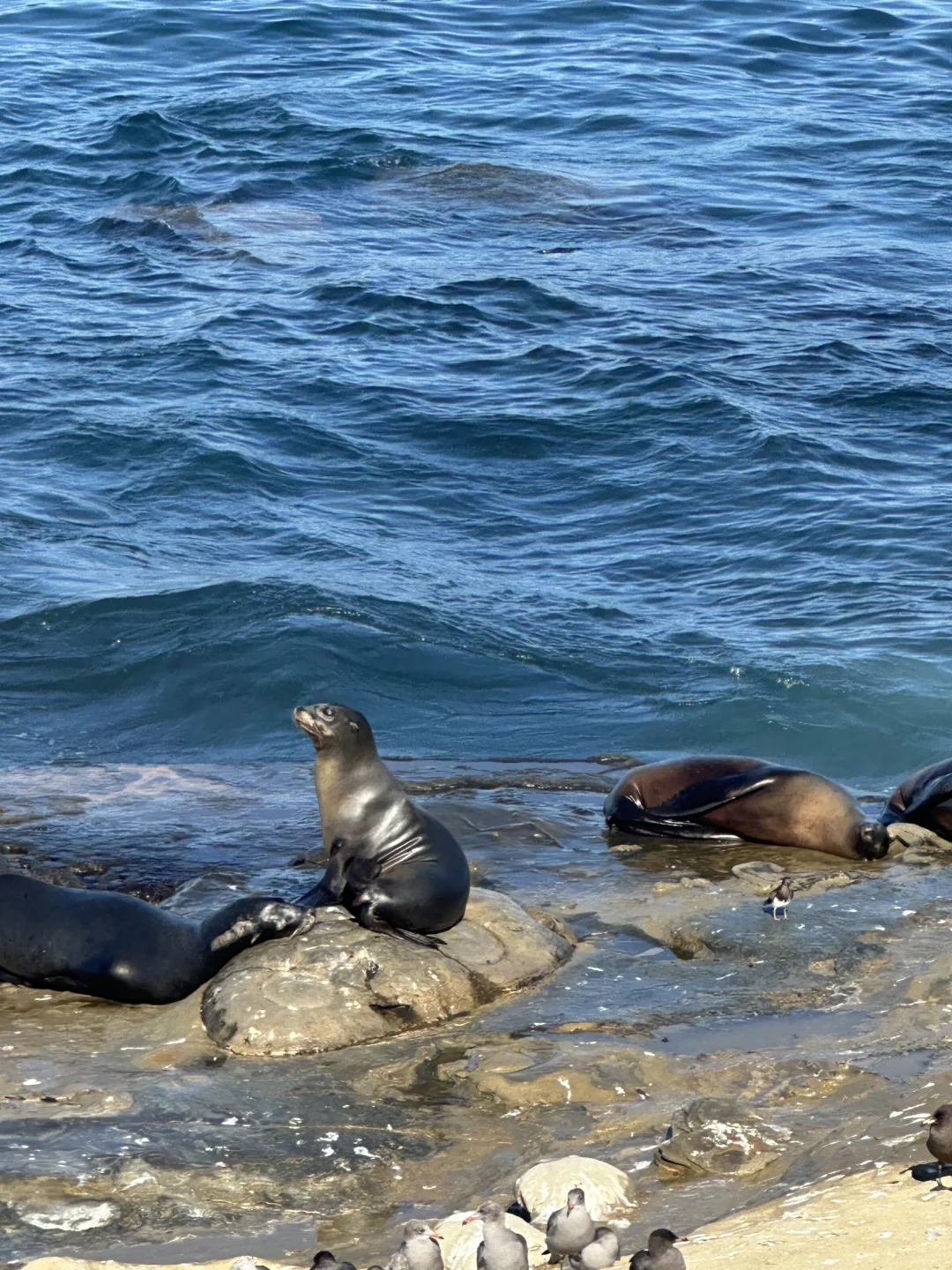 🏕️San Diego Special Ops-Style Two-Day Adventure✨