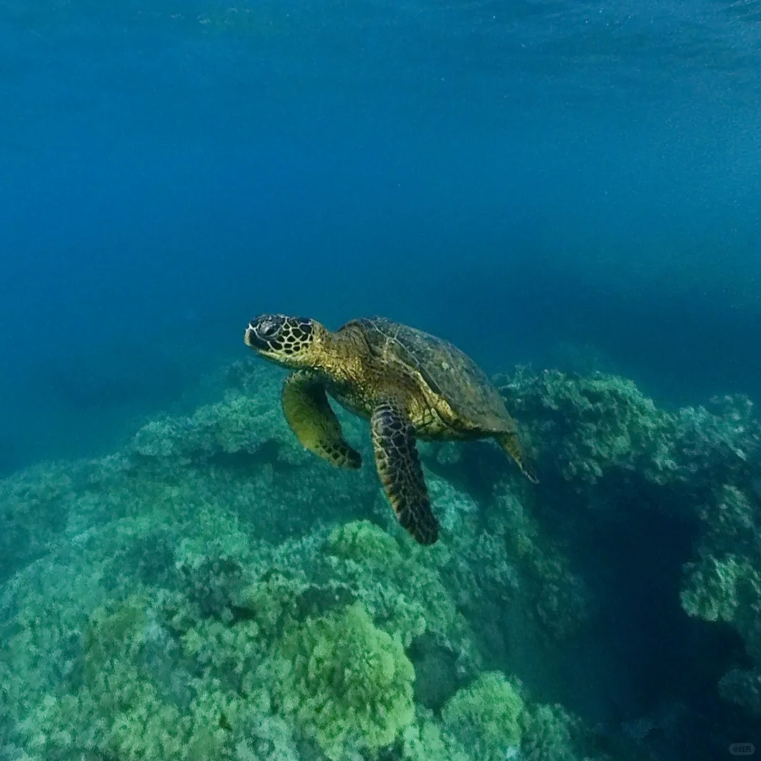 Finally got Maui figured out 🤿🐠