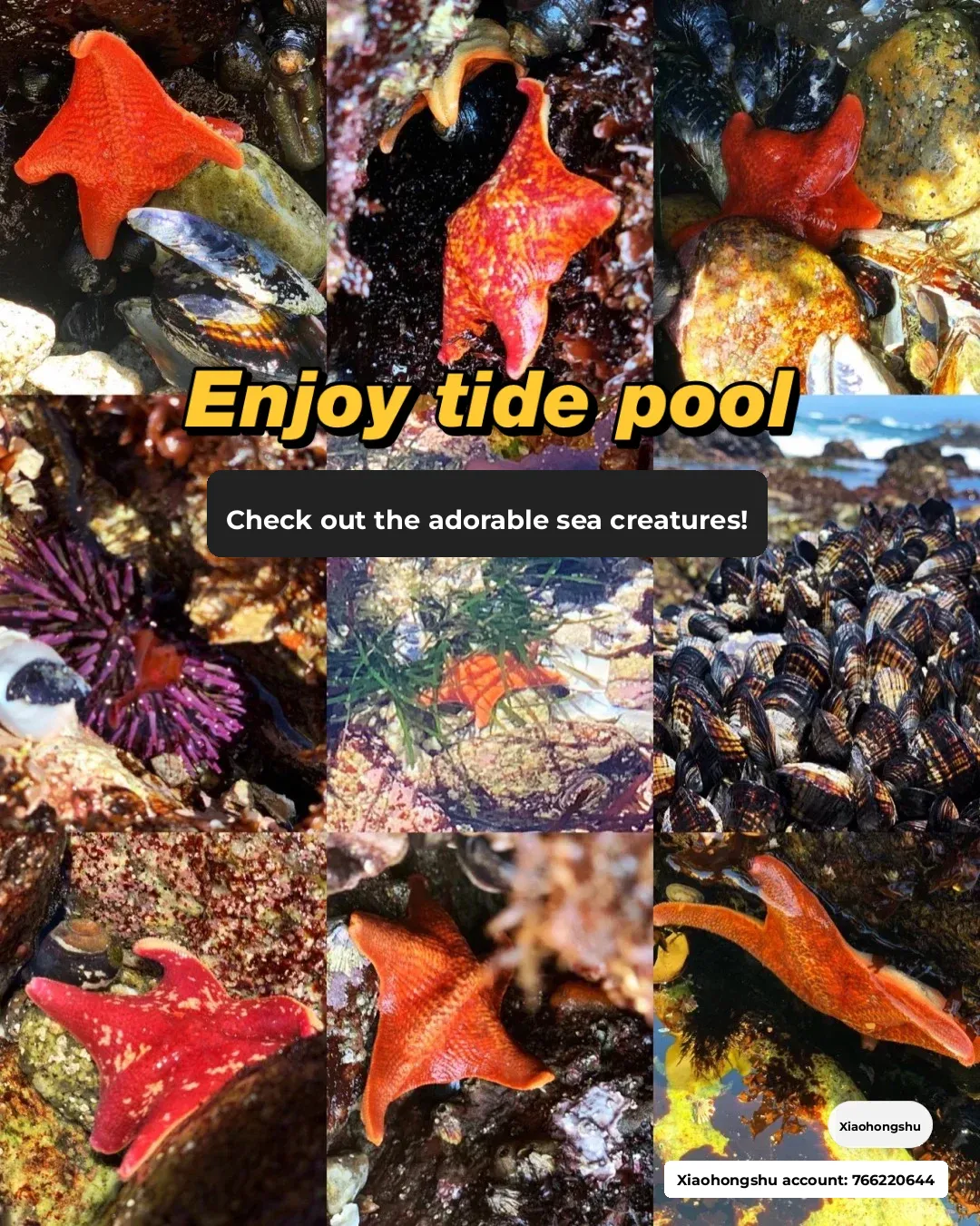 Bay Area Tide Pool Experience Roundup (with Beach Locations)