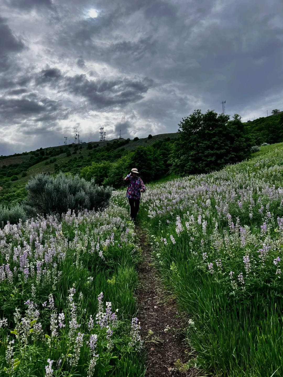 Hiking and Flower Viewing Around Salt Lake City