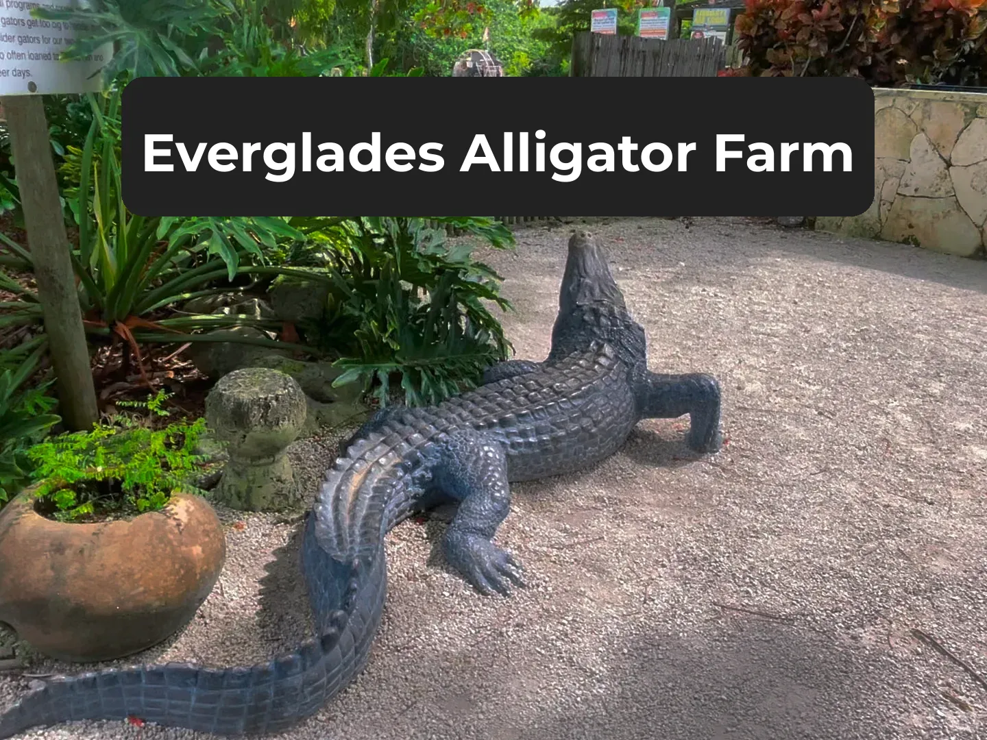 Everglades Alligator Farm
