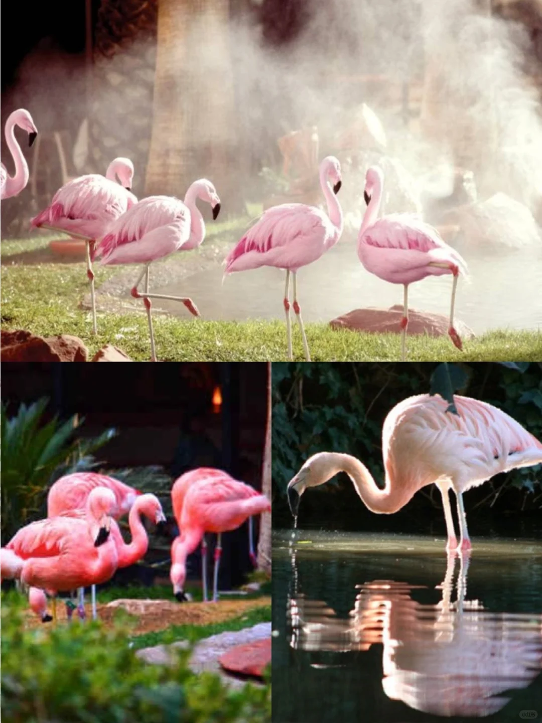 Secret Guide to Vegas' Zootopia 🏙️ Perfect Family Fun for Thanksgiving 💯 Let's Go!