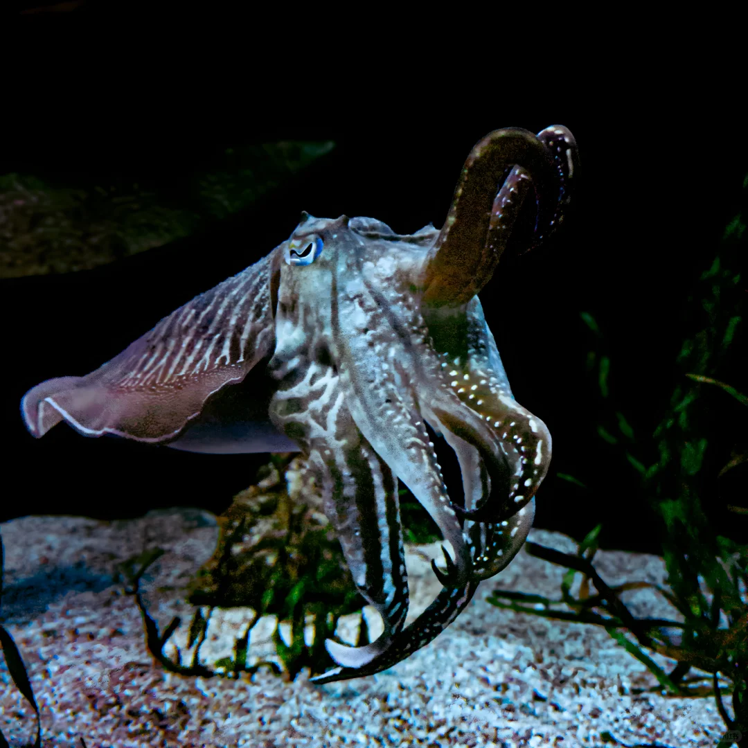 Animals in American Aquariums