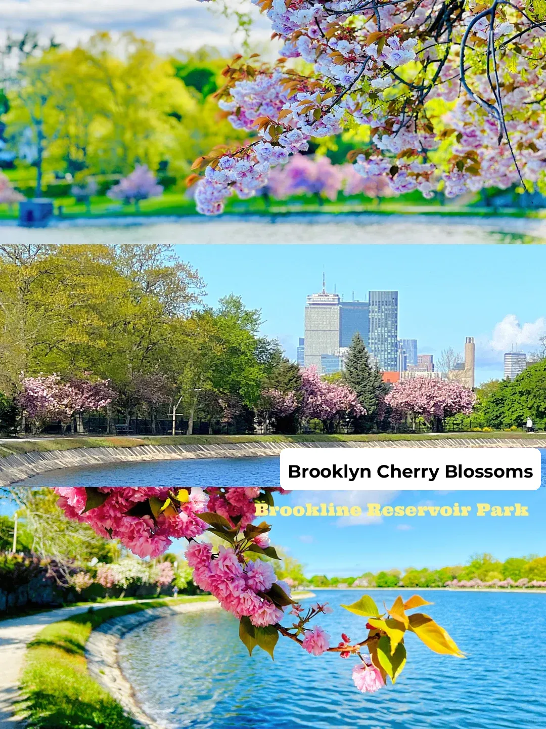 The Meaning of Strolling | Late Cherry Blossoms in Brookland Reservoir