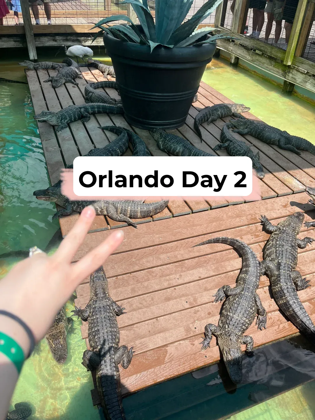 Day 2 in Orlando