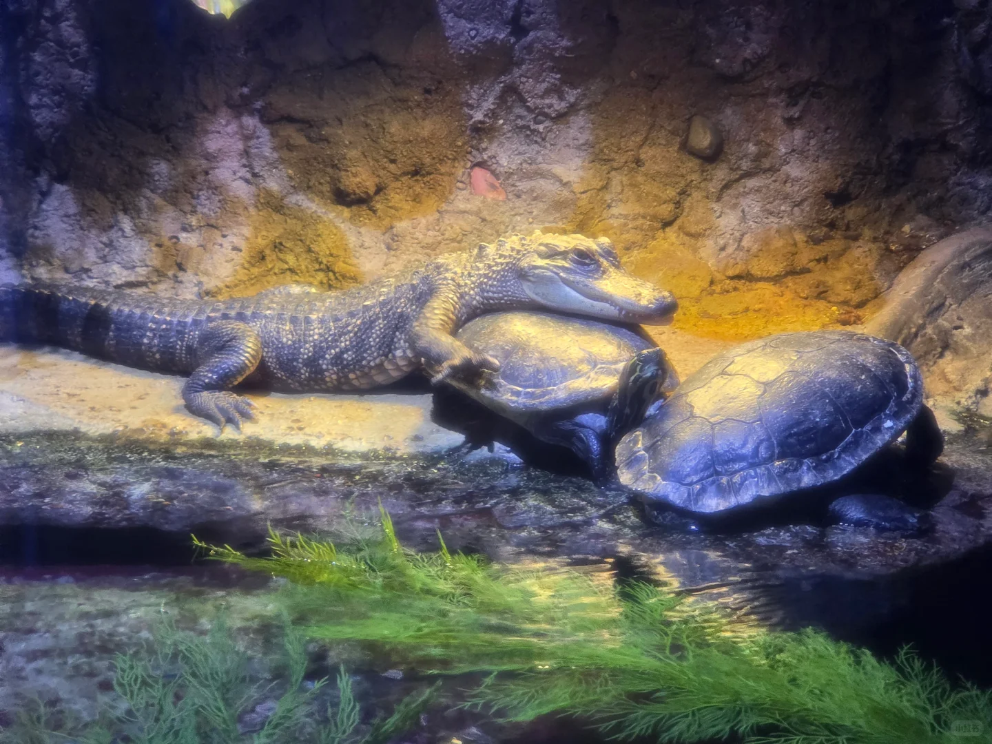 3 Days & 2 Nights in Houston ⭐ How I Spent My Money 🏙️ (Budget Breakdown)