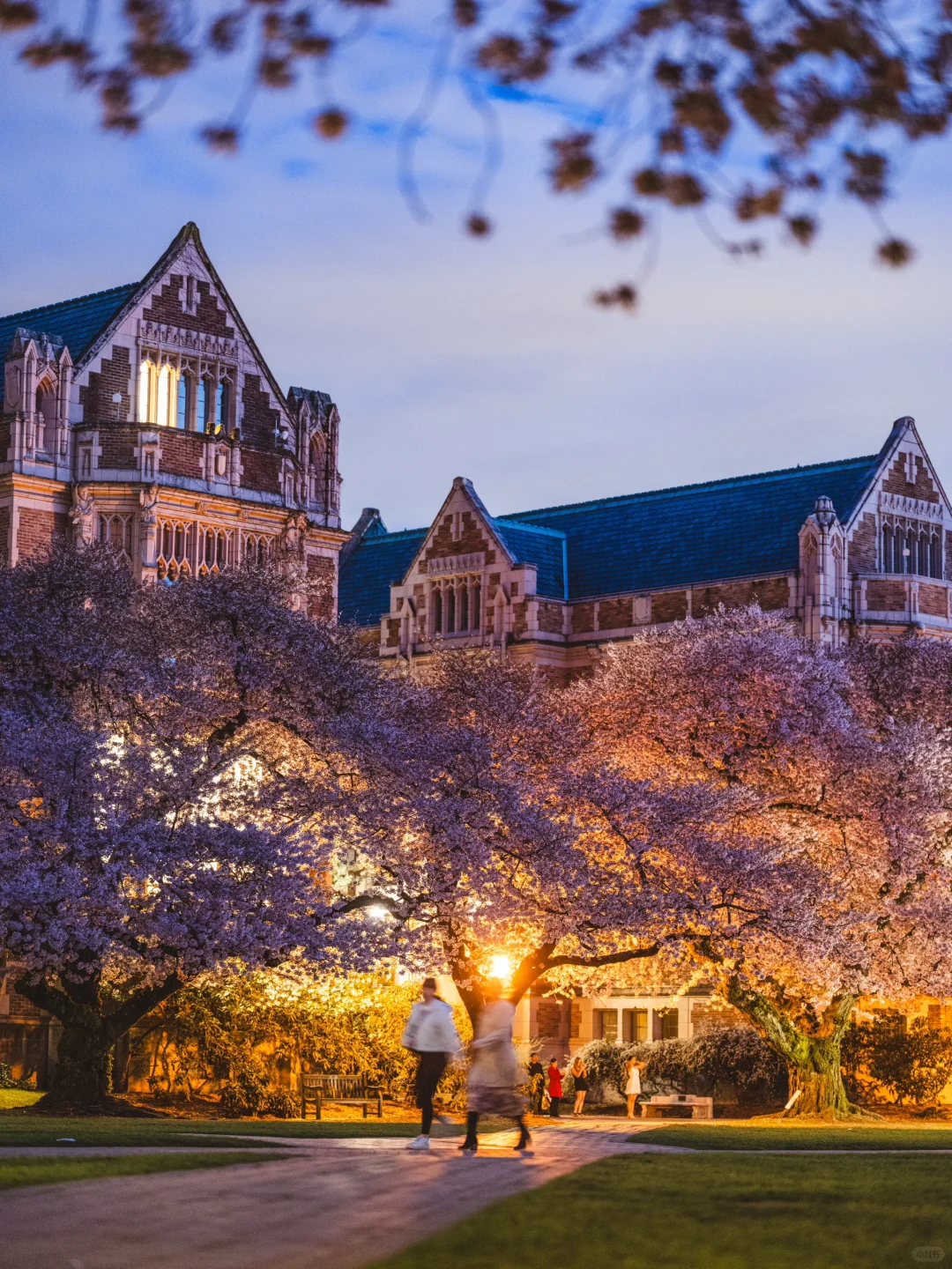 UW Cherry Blossoms at Dusk: Beauty and Serenity