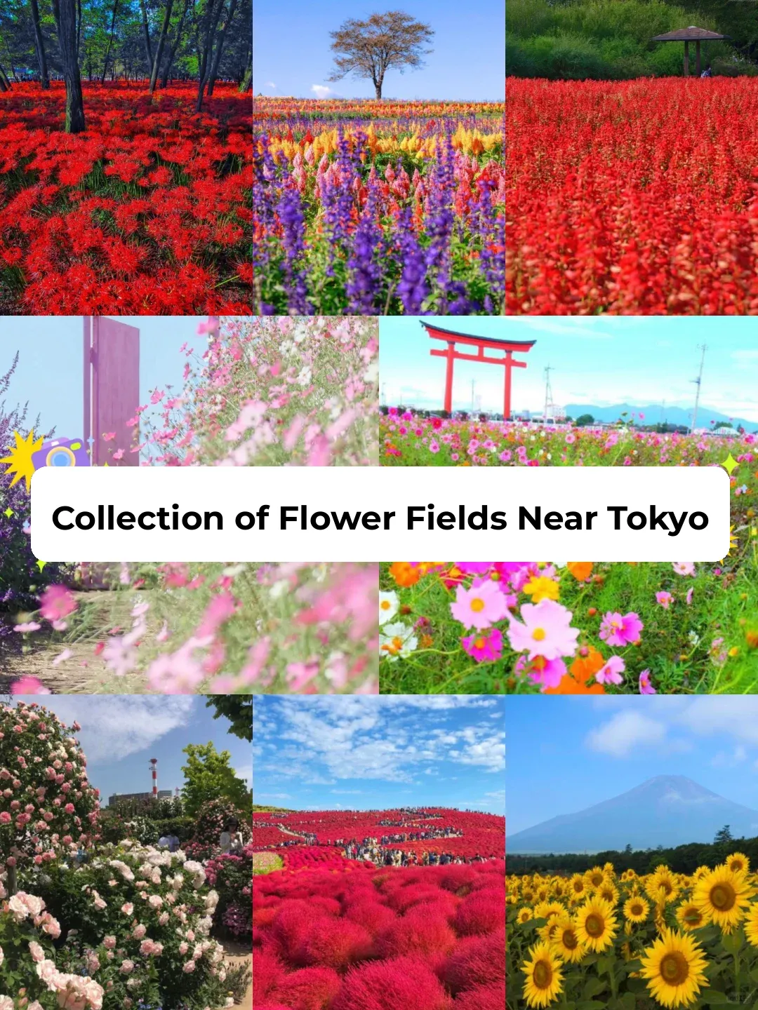 Japan | Tokyo Suburbs Flower Fields Roundup 🌸 September is the Perfect Time to See the Blossoms!