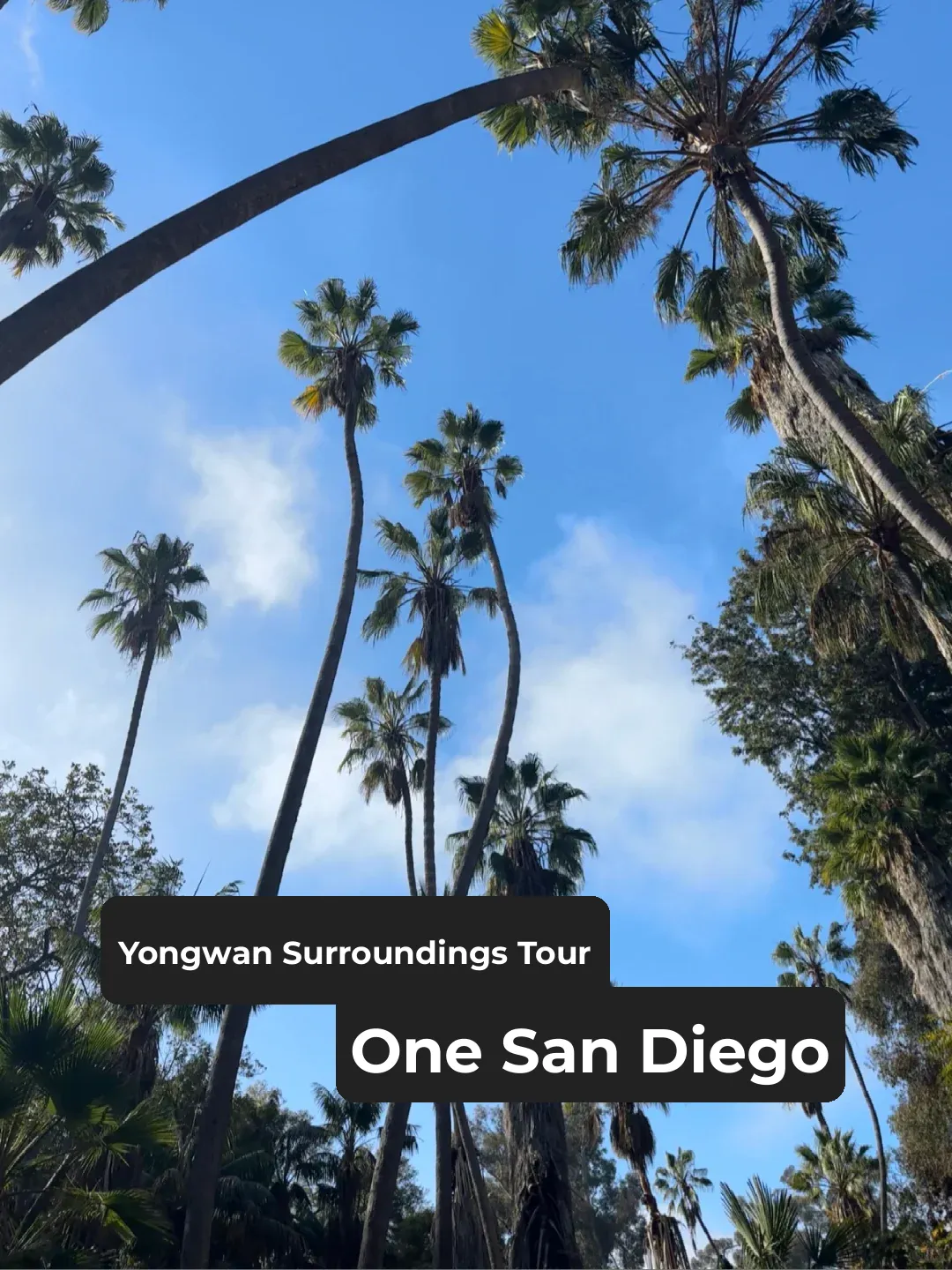 Day Trip from Irvine: Exploring San Diego