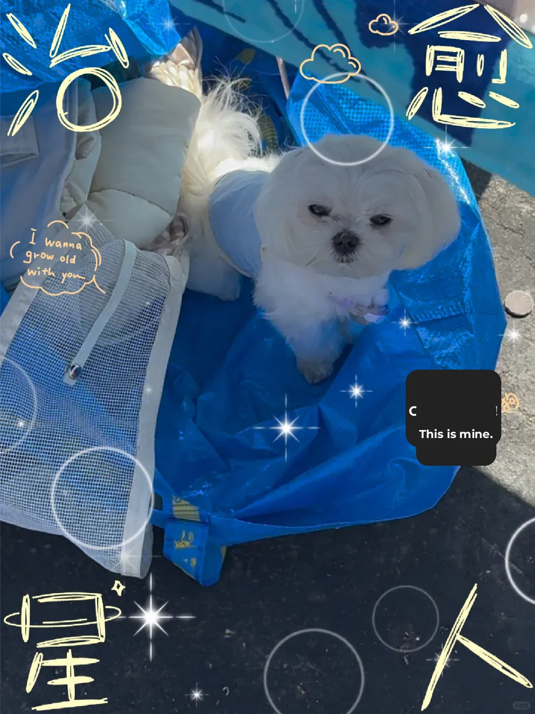 🐶 Come Hang Out with Me! 🇺🇸 My Fun Street Vending Experience in San Diego