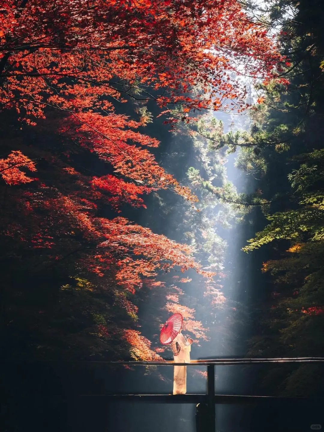 Early Bird Exclusive: Off-the-Beaten-Path Japan Red Leaves Adventure! I Swear You Won't Find This Anywhere Else