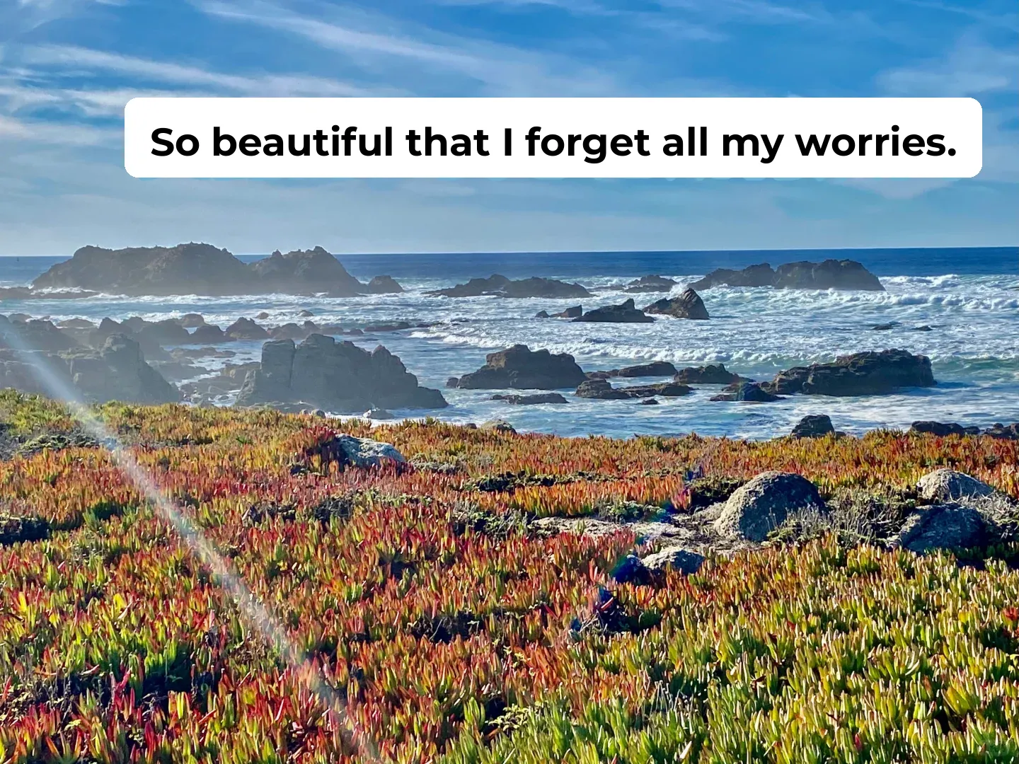 I was truly amazed by 17-Mile Drive.