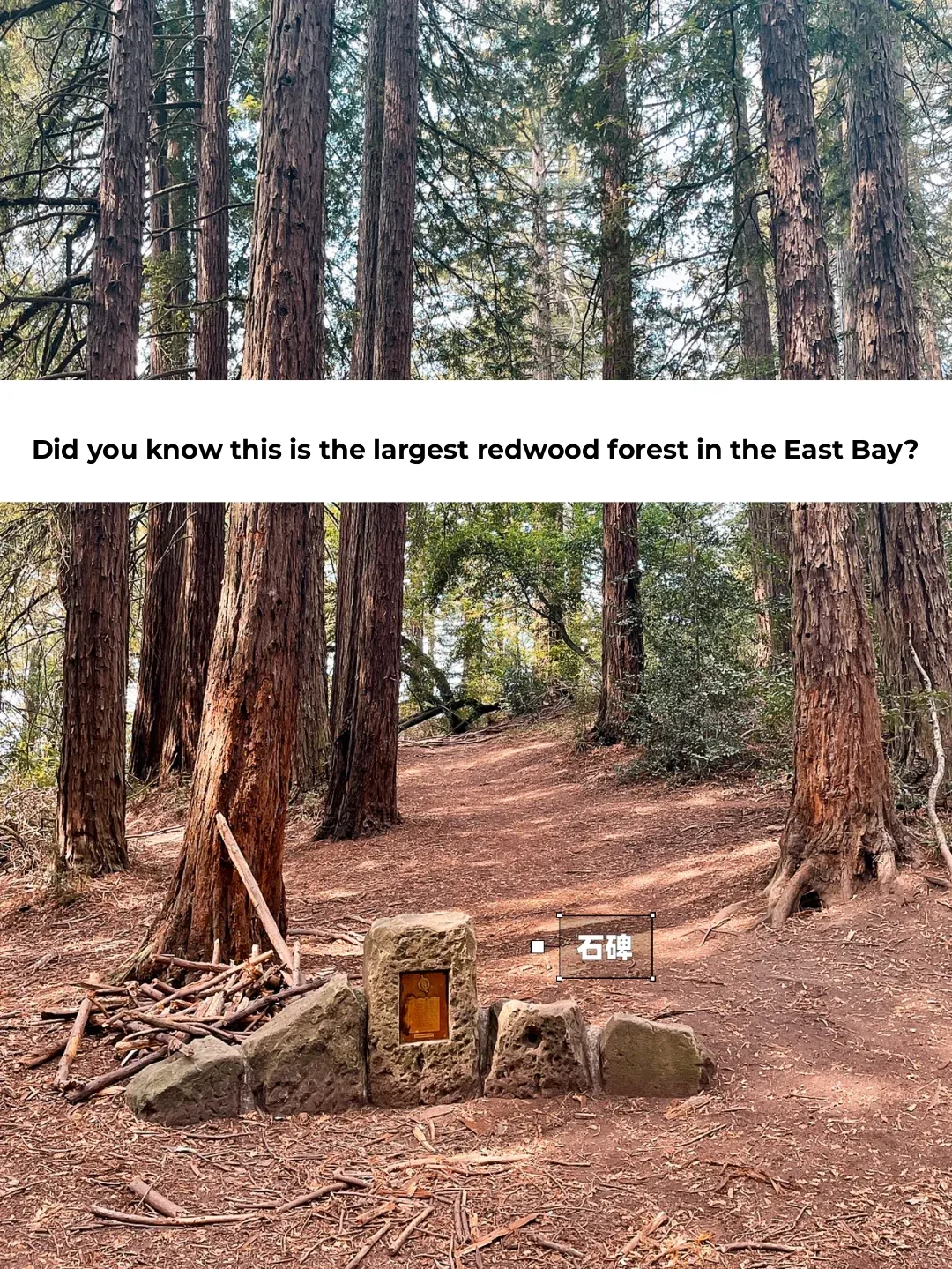 Bay Area Weekend Hotspot: The Biggest Redwood Forest in the East Bay - Must-Visit Instagram Spot