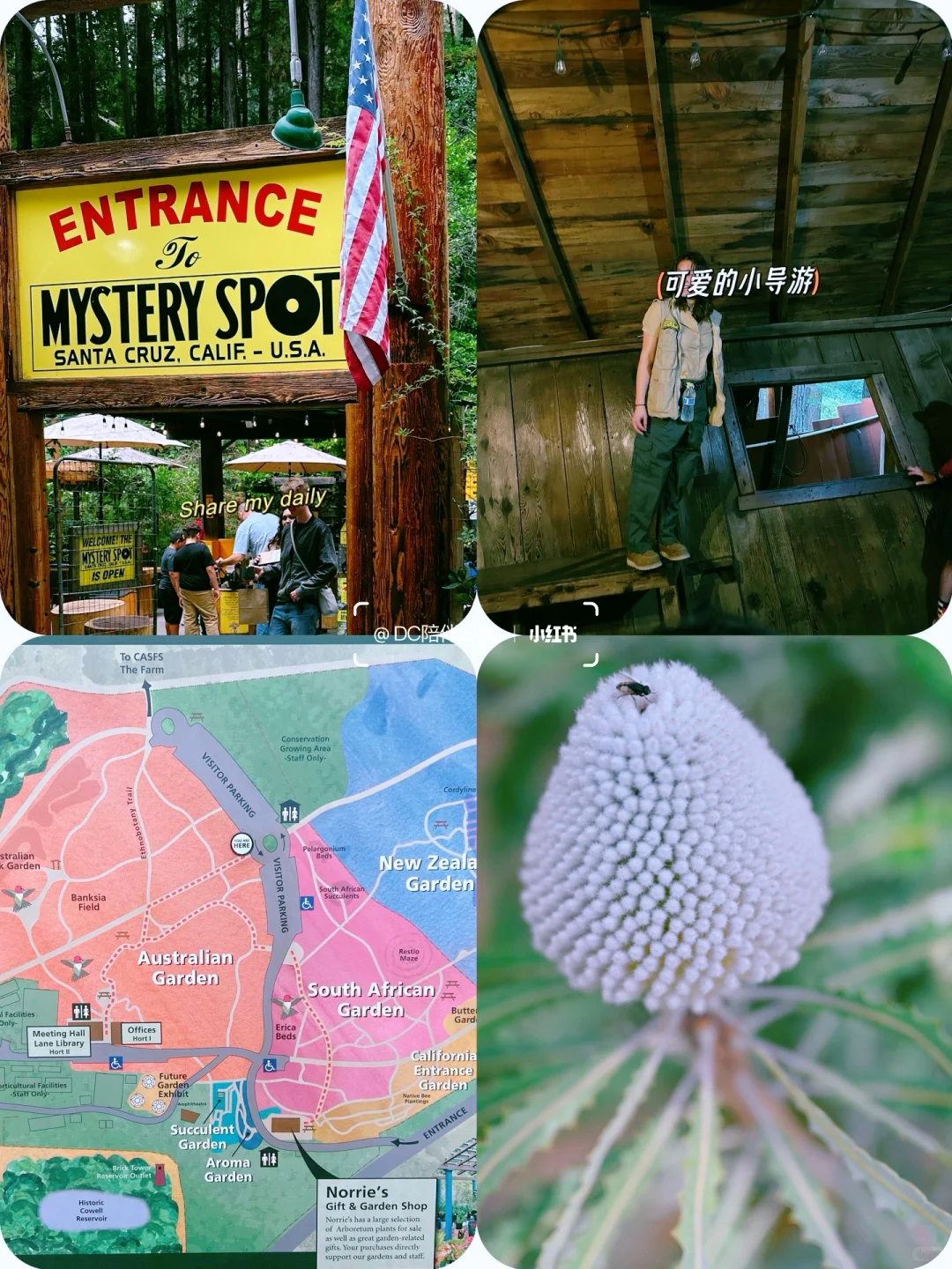 3️⃣ Kid-Friendly Spots in Santa Cruz