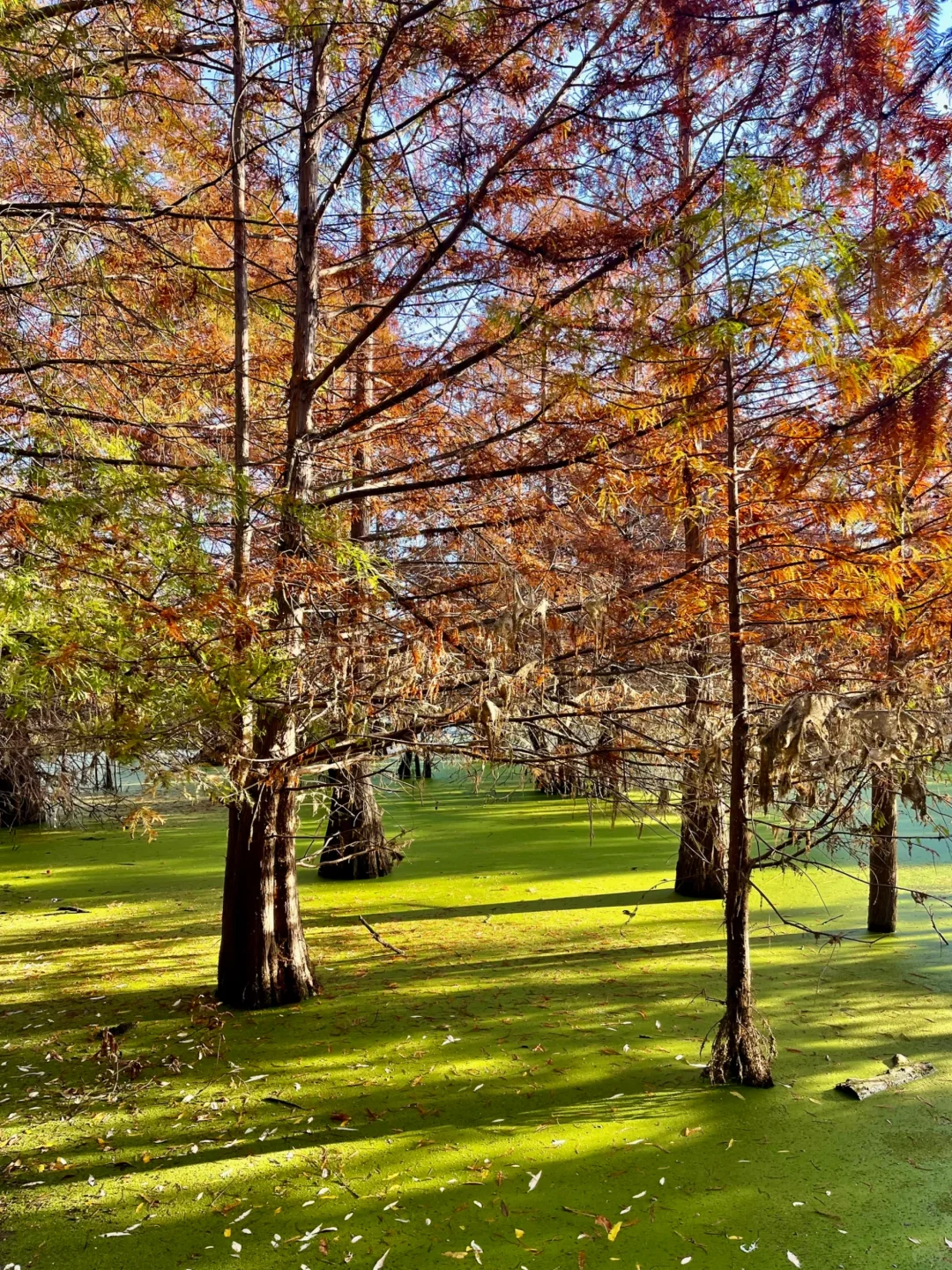 Weekend in the Bay Area | Niles Community Park & the Charming Retro Town