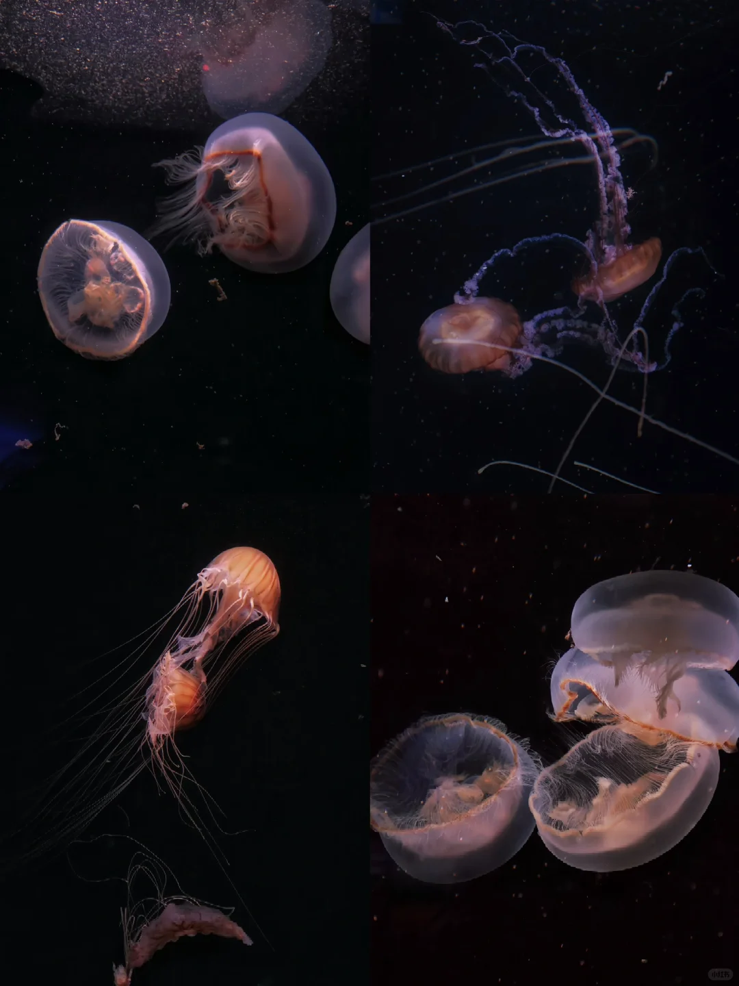 Jellyfish | BIRDS OF A FEATHER