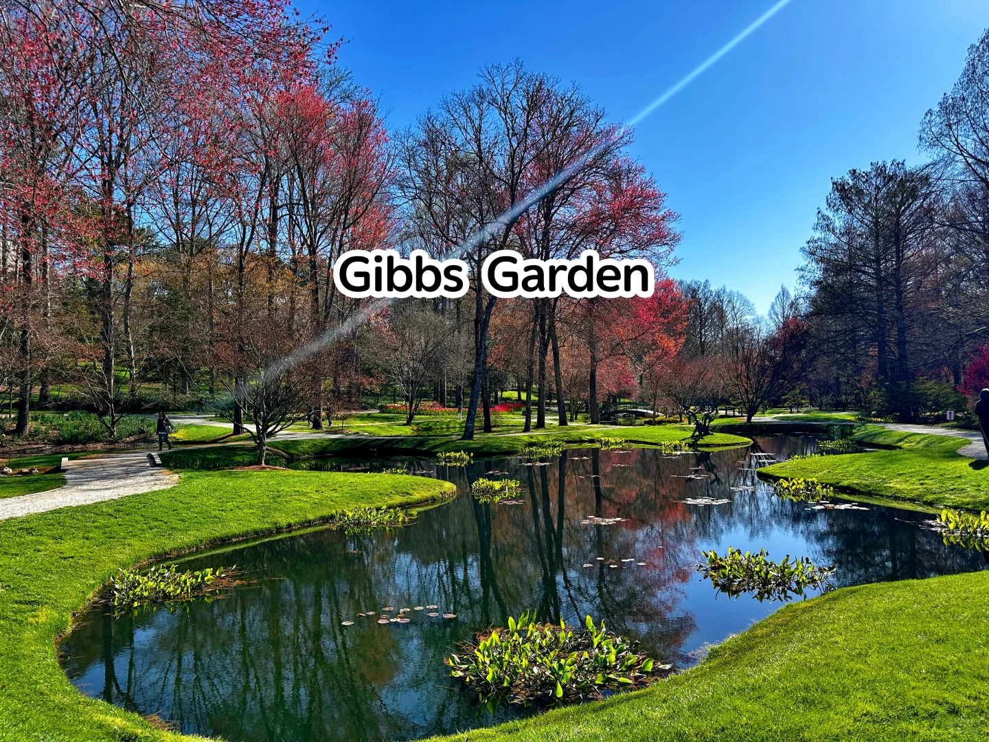Visit Gibbs Garden for Cherry Blossoms in March and April | Atlanta Gardens