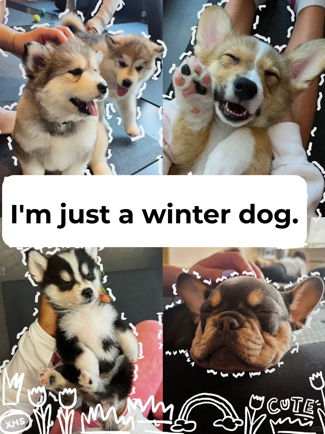 Adorable Boston Experience | 🐶 Puppy Yoga Class Surrounded by Cute Dogs