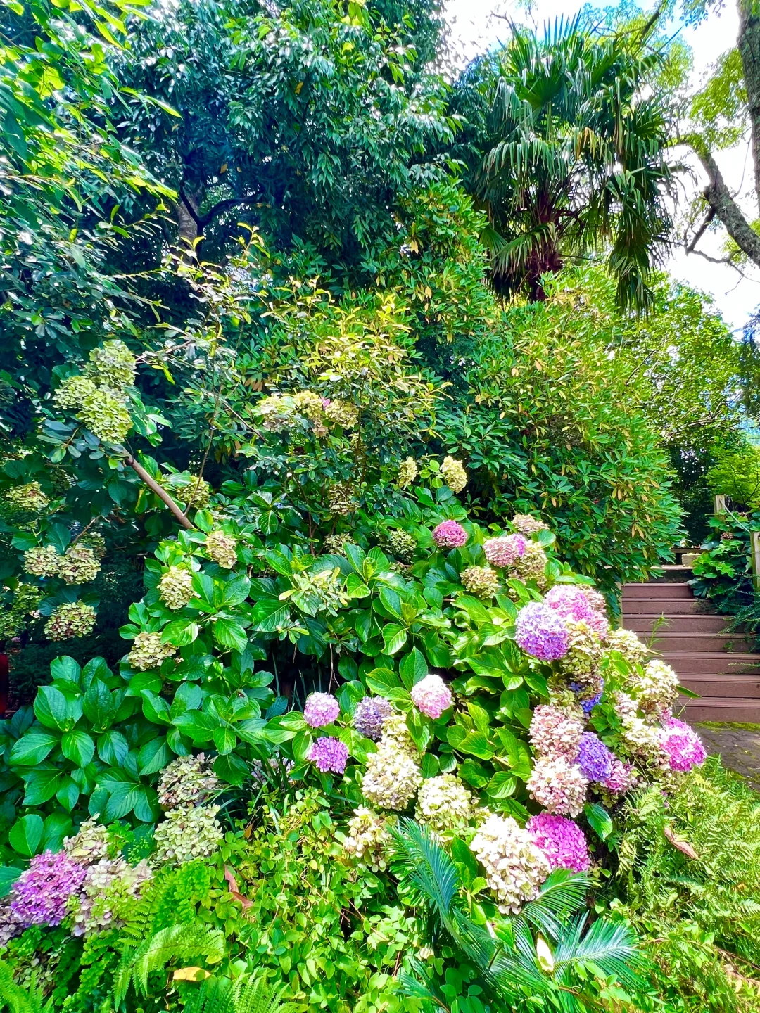 Life in North Carolina | 🌿✨ Exploring the Rare Botanical Garden ✨🌿