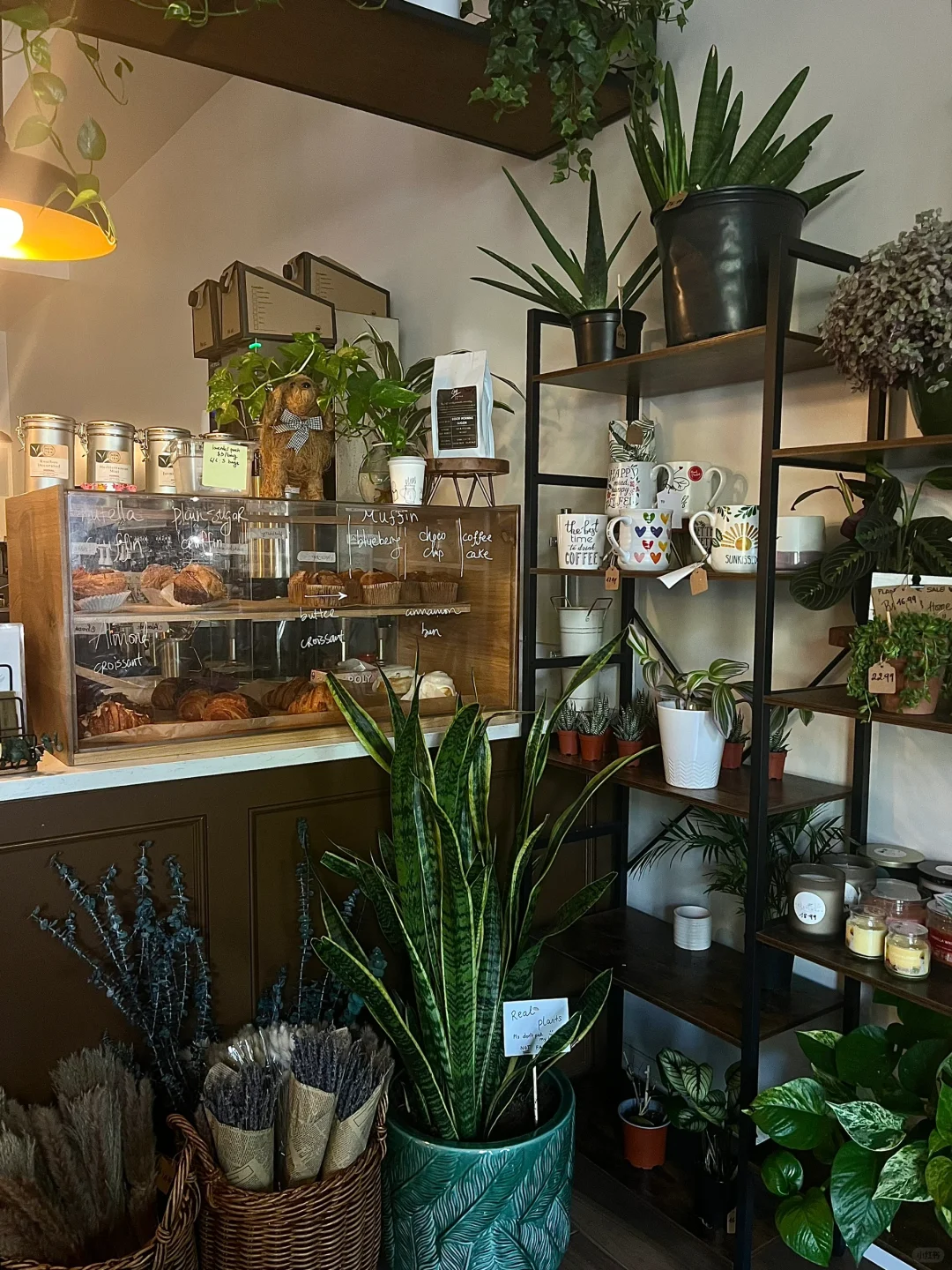 Boston | Hidden Gem Plant Cafe 🌱☕️🪴