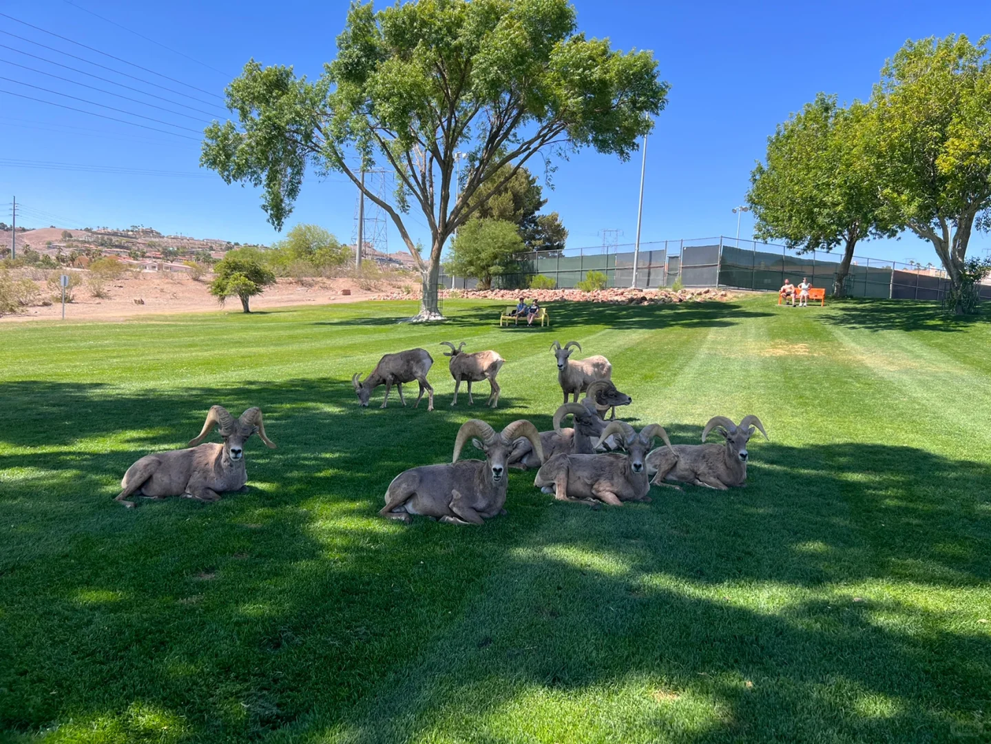**Great Spots to See Bighorn Sheep Around Las Vegas**