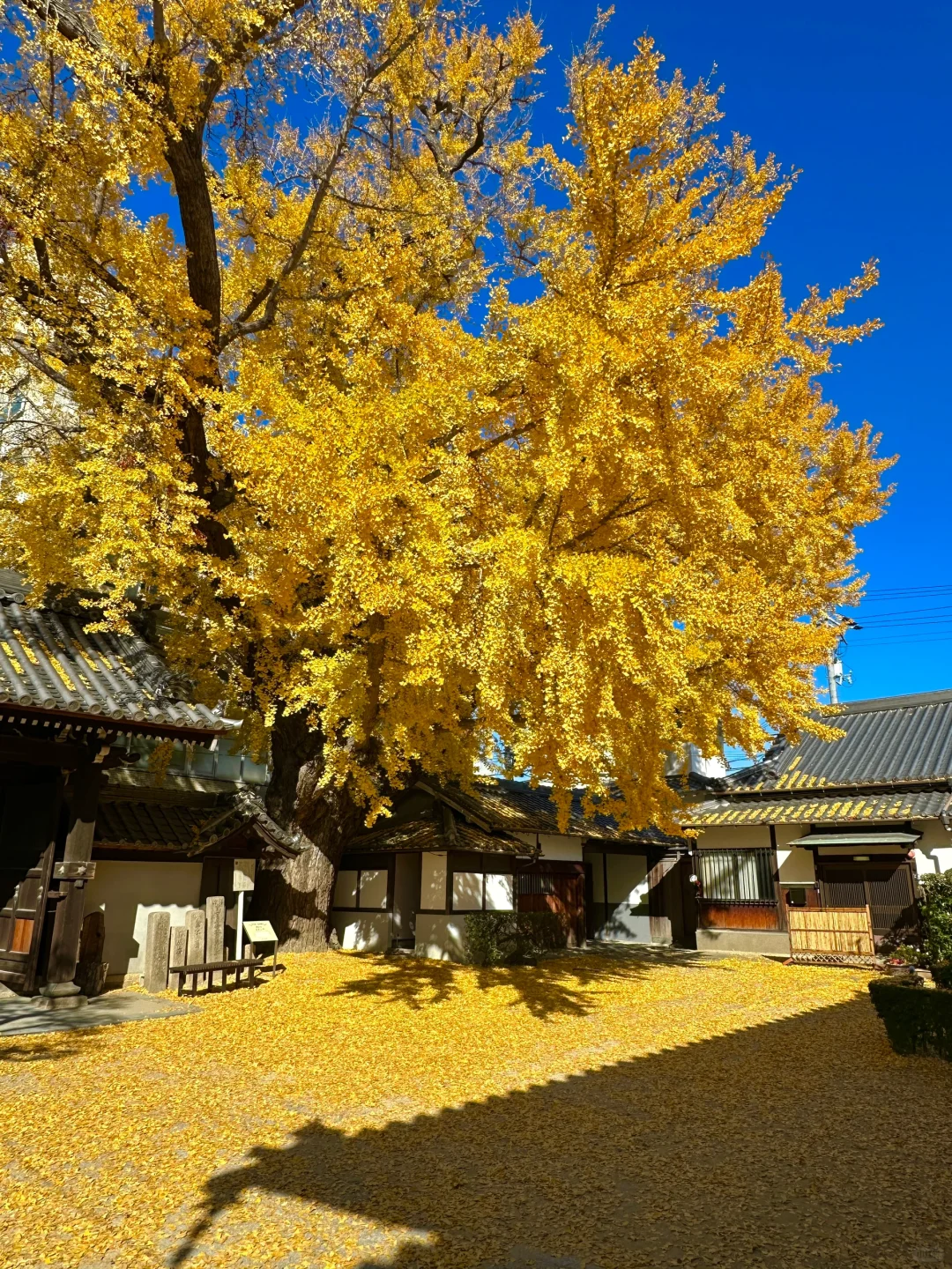 Osaka • Nanzō-ji Temple | 500-Year-Old Ginkgo Trees Drenched in Golden Yellow | 12.04