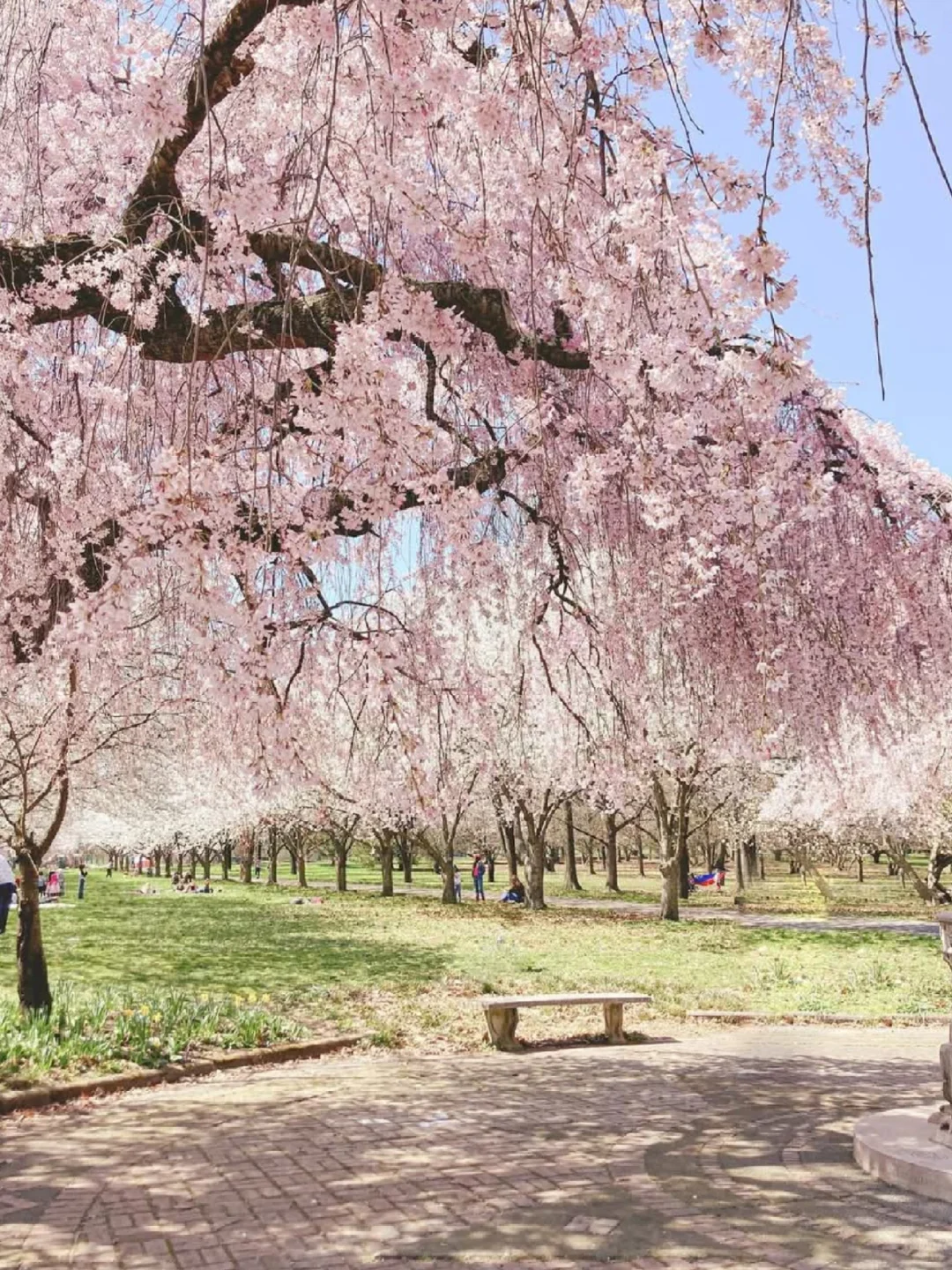 Ultimate Cherry Blossom Guide in Philadelphia for UPenn International Students! (Includes Photo Route)