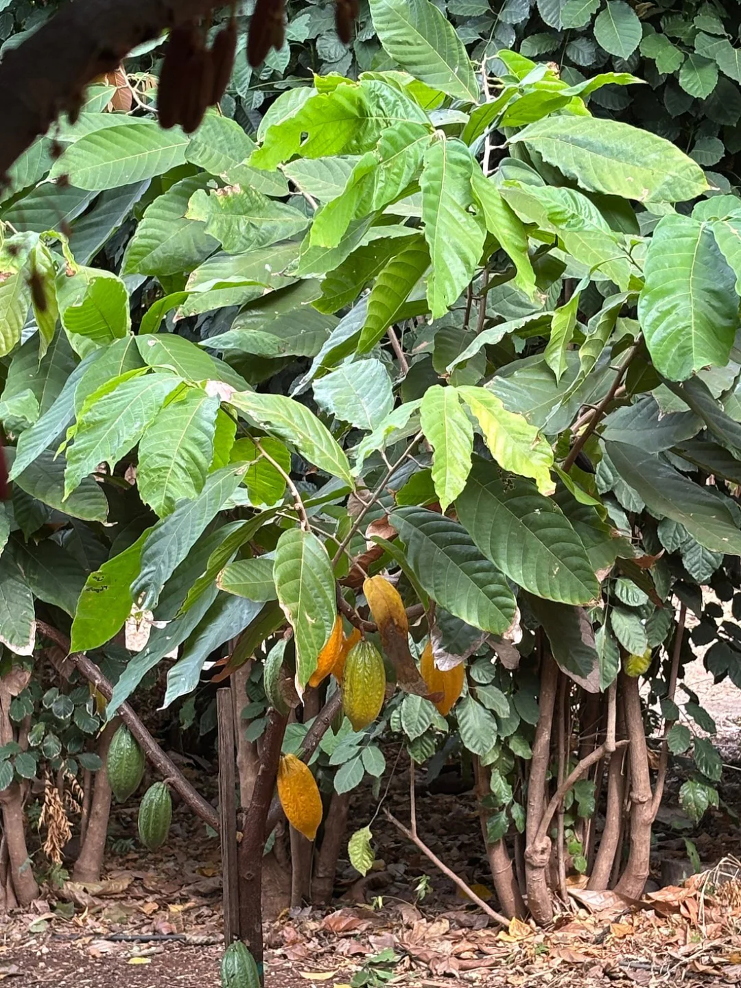 Hawaii Cocoa Bean Harvest | Chocolate Farm Tour 🍫