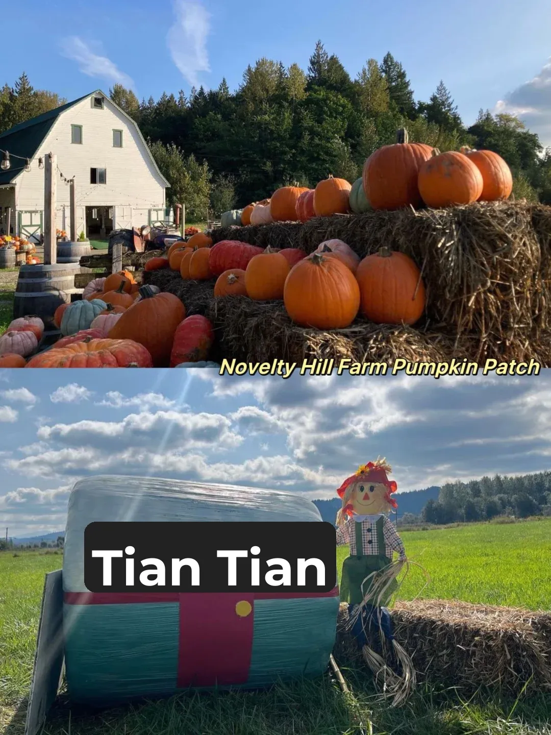 Top Fall Spots in Seattle: Your Ultimate Guide to Pumpkin Farms!