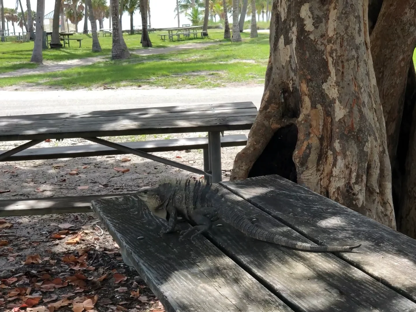 Wild Lizards on Crandon Beach in Miami